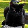 cat, black_cat, fluffy, long_hair, feline, animal, pet, sitting, outdoor, bench, wood, garden, grass, greenery, sunlight, yellow_eyes, ears, whiskers, grumpy, portrait