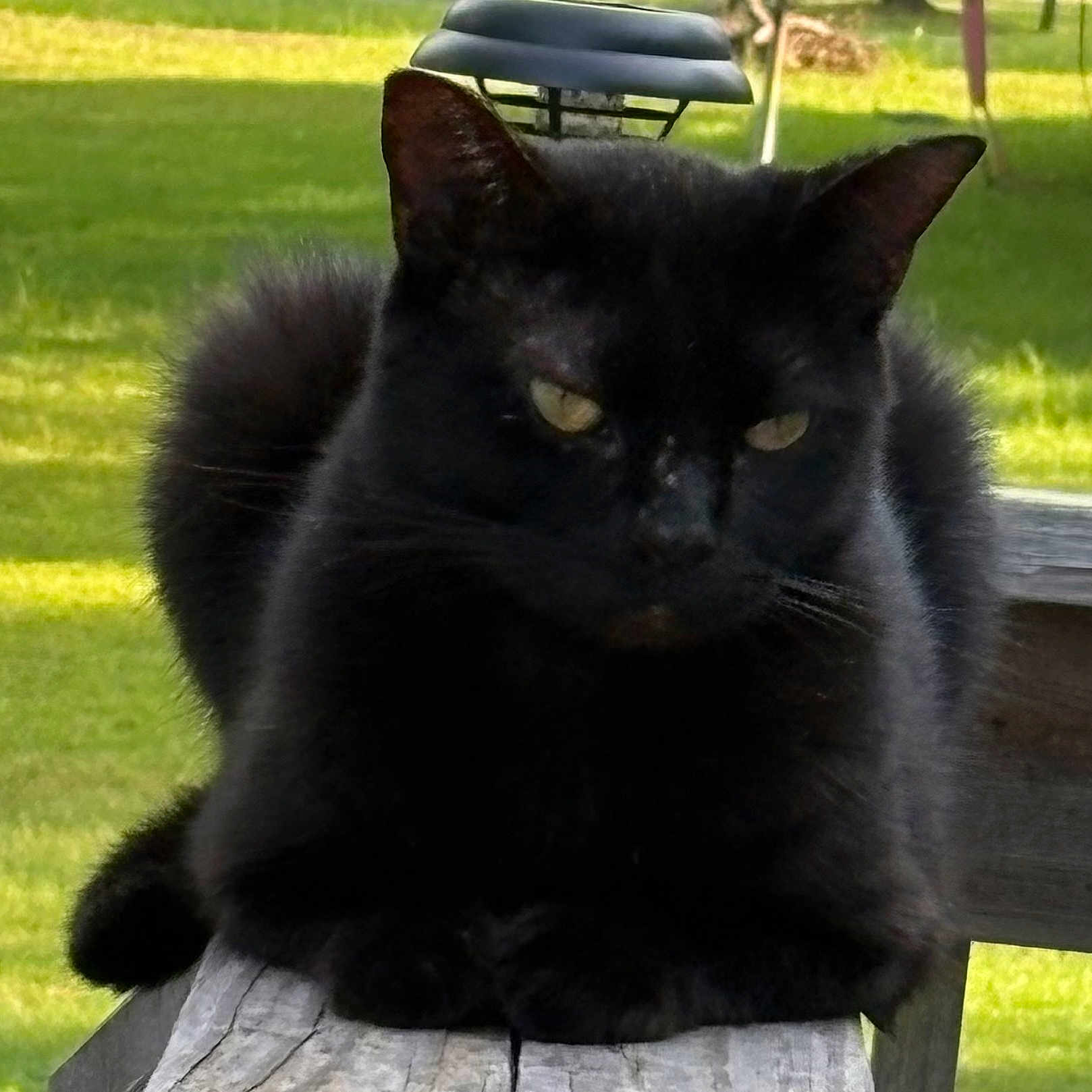 Boo is registered to the contest to win money with this photo: cat, black_cat, fluffy, long_hair, feline, animal, pet, sitting, outdoor, bench, wood, garden, grass, greenery, sunlight, yellow_eyes, ears, whiskers, grumpy, portrait