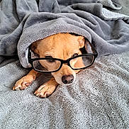 Sunshine joined the competition — help win amazing prizes! dog, puppy, small_dog, blanket, glasses, portrait, close_up, indoors, cozy, sleeping, resting, brown_fur, tan_fur, black_nose, paws, bed, soft_texture, cute, funny, pet