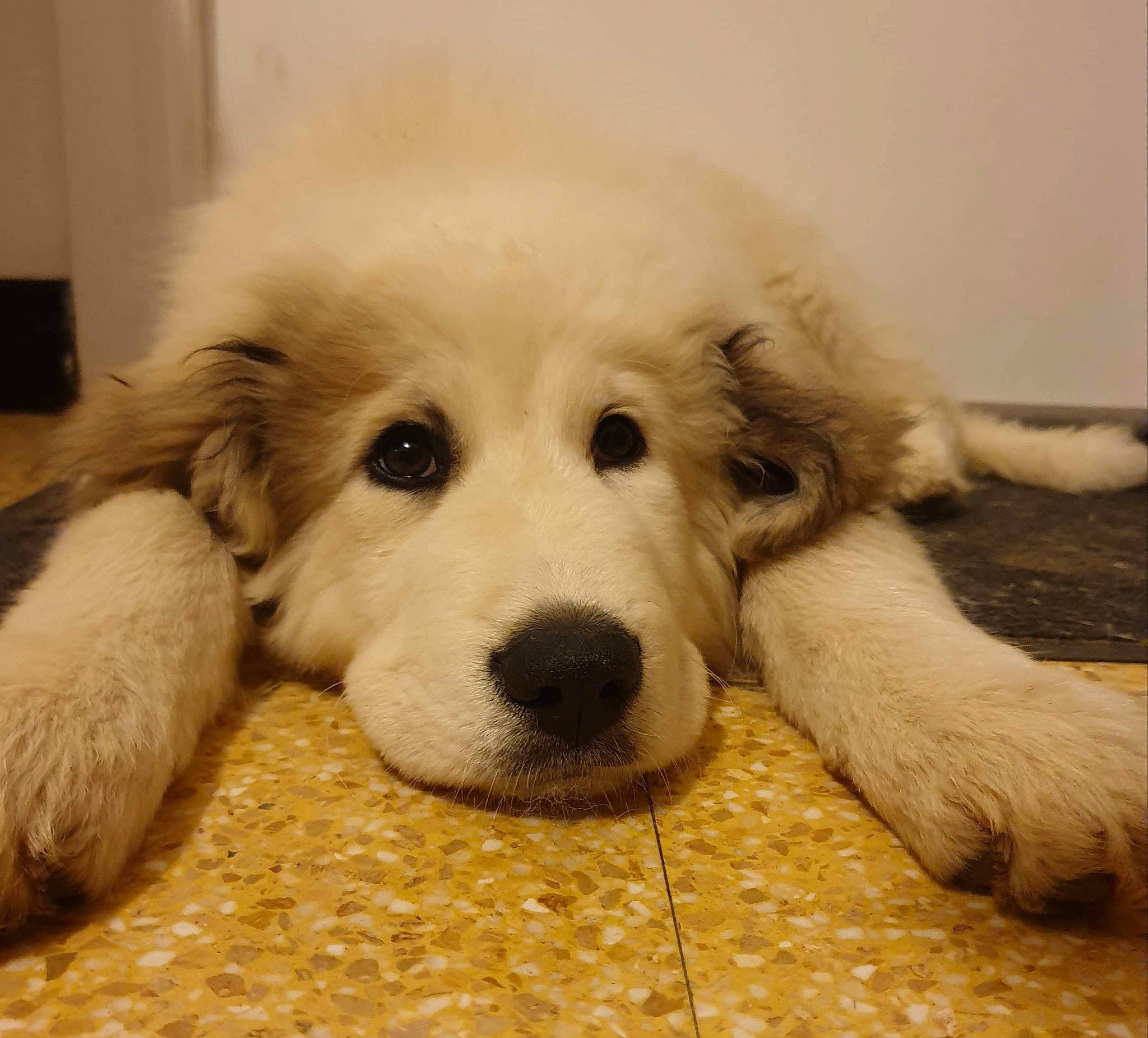 Pietra participe au concours pour gagner de l'argent avec cette photo : canidae, carnivore, companion_dog, dog, dog_breed, fur, great_pyrenees, kuvasz, livestock_guardian_dog, mammal, maremma_sheepdog, mucuchies, nose, polish_tatra_sheepdog, puppy, rare_breed_dog, slovak_cuvac, snout, sporting_group, vertebrate
