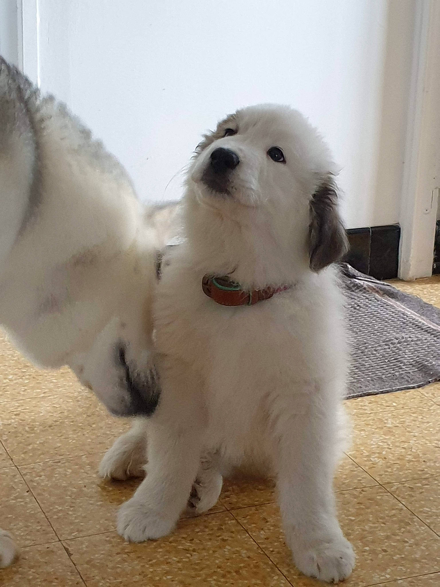 Pietra participe au concours pour gagner de l'argent avec cette photo : akbash_dog, ancient_dog_breeds, canidae, carnivore, companion_dog, dog, dog_breed, great_pyrenees, livestock_guardian_dog, mammal, maremma_sheepdog, mucuchies, nose, polish_tatra_sheepdog, puppy, pyrenean_mastiff, rare_breed_dog, slovak_cuvac, sporting_group, vertebrate