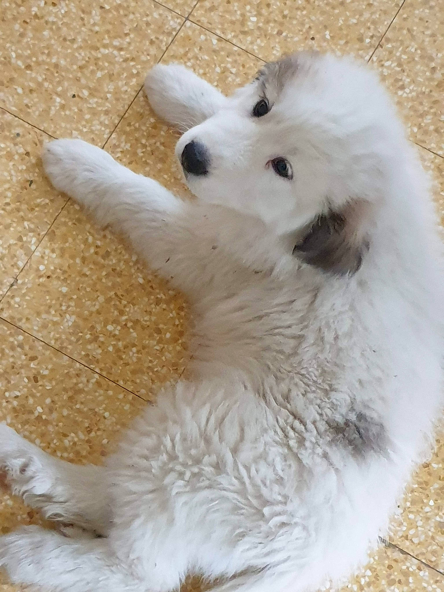 Pietra participe au concours pour gagner de l'argent avec cette photo : berger_blanc_suisse, canidae, carnivore, companion_dog, dog, dog_breed, great_pyrenees, japanese_spitz, kuvasz, livestock_guardian_dog, mammal, maremma_sheepdog, polish_tatra_sheepdog, puppy, rare_breed_dog, samoyed, slovak_cuvac, sporting_group, vertebrate, volpino_italiano