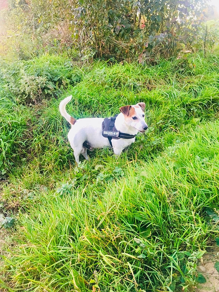 Dakar a rejoint le concours — aidez-le/la à gagner de superbes lots ! canidae, carnivore, companion_dog, dog, dog_breed, fox_terrier, grass, jack_russell_terrier, mammal, parson_russell_terrier, puppy, russell_terrier, smooth_fox_terrier, tail, terrier, treeing_feist, vertebrate