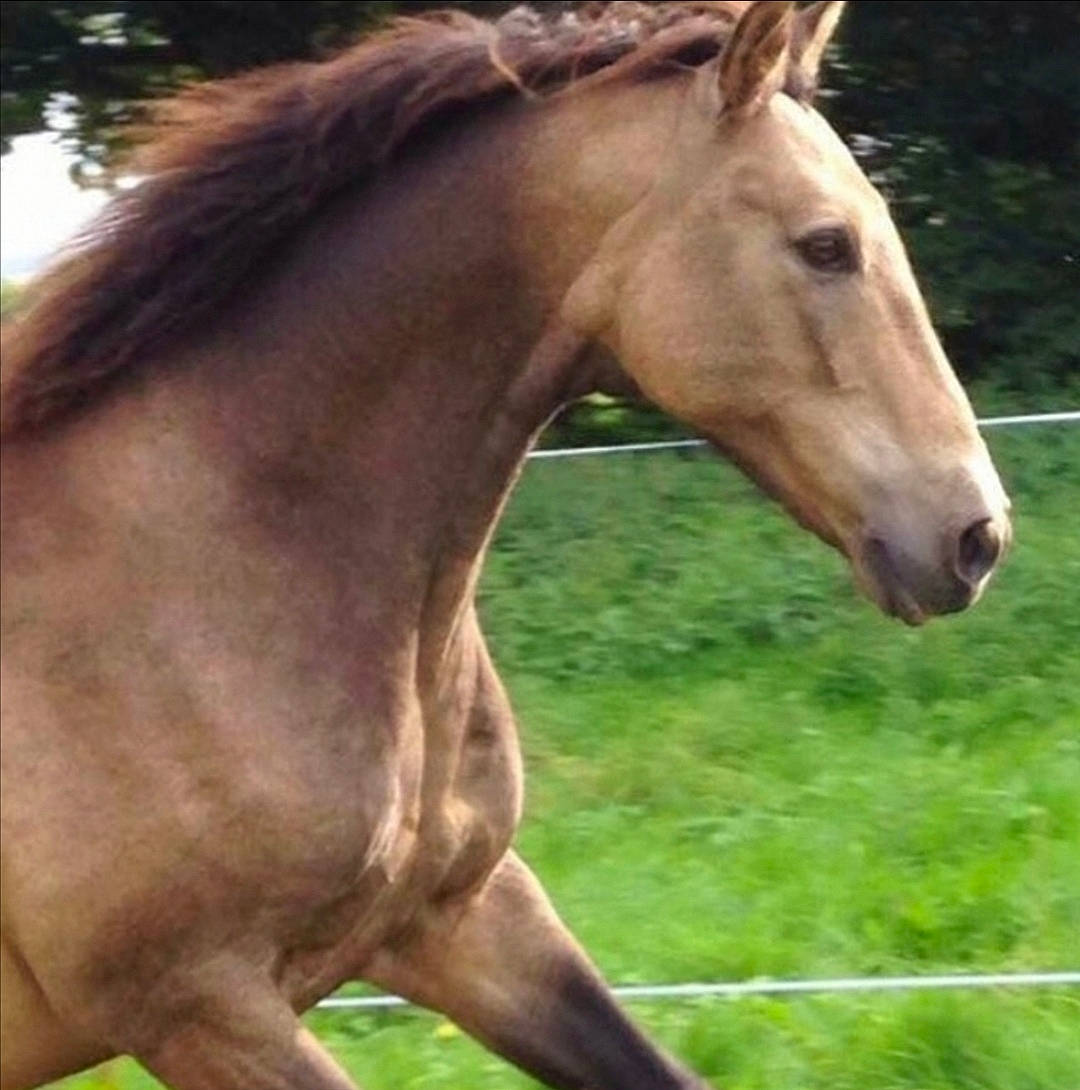 Enzo a rejoint le concours — aidez-le/la à gagner de superbes lots ! colt, foal, grass, horse, liver, livestock, mammal, mane, mare, mustang_horse, pasture, snout, sorrel, stallion, terrestrial_animal, vertebrate, wildlife