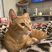 Cheddar is registered to the contest to win money with this photo: cat, ginger_cat, kitten, blanket, leopard_print, cat_tree, television, tv_screen, living_room, cozy, whiskers, close_up, portrait, furniture, sleeping_cat, indoor, pet, soft_fur, snack_box, relaxed