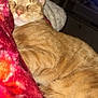 Cheddar is registered to the contest to win money with this photo: cat, orange_tabby, sleeping, blanket, cozy, fur, whiskers, close_up, pet, indoor, living_room, television, couch, comfort, relaxed, portrait, feline, mammal, blanket_pattern, soft_texture