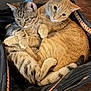 cat, tabby_cat, orange_cat, pair, cuddle, hug, pet, domestic_animal, paws, fur, bag, pet_bed, lamp, wooden_floor, indoor, cozy, resting, whiskers, closeup, affectionate