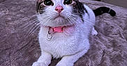 Sassy is registered to the contest to win money with this photo: animal, bed, black, blanket, cat, collar, curious, cute, domestic, ears, eyes, feline, fur, indoor, pet, pink, tabby, texture, whiskers, white