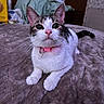 animal, bed, black, blanket, cat, collar, curious, cute, domestic, ears, eyes, feline, fur, indoor, pet, pink, tabby, texture, whiskers, white