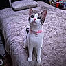 Sassy is registered to the contest to win money with this photo: bed, bedspread, bottle, cat, collar, cup, curious, cute, domestic, ears, feline, floor, fur, indoor, looking_up, pet, pillow, room, table, whiskers