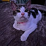 Sassy joined the competition — help win amazing prizes! animal, bed, blanket, cat, closeup, collar, cozy, cute, domestic, ears, feline, fur, indoor, looking, paw, pet, pink_nose, relaxed, resting, whiskers