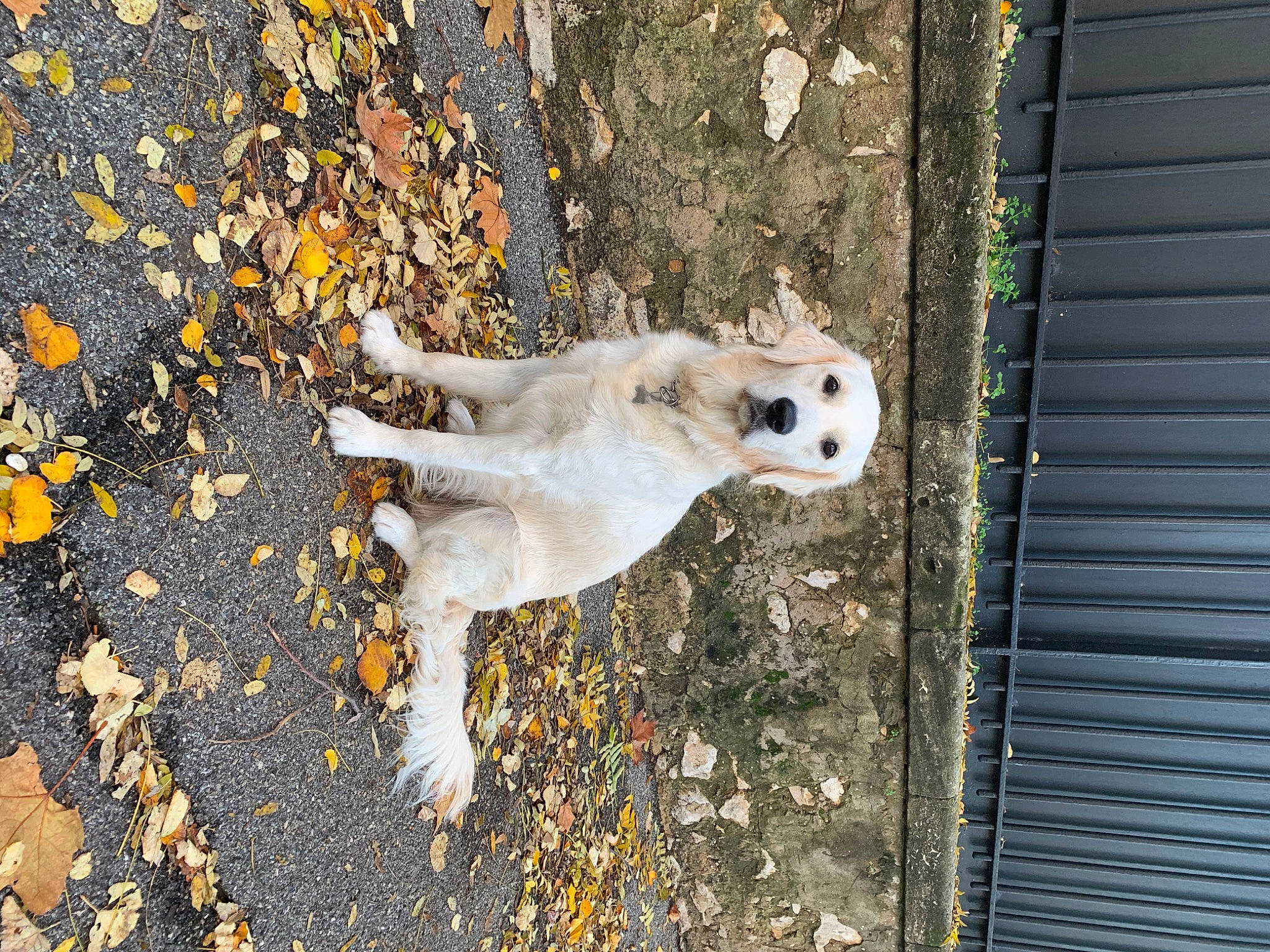 Pita participe au concours pour gagner de l'argent avec cette photo : asphalt, canidae, carnivore, companion_dog, dog, dog_breed, fur, grass, non_sporting_group, road_surface, shadow, sidewalk, soil, tail, tree, wood, working_animal
