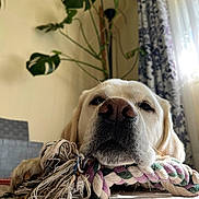 Oliver is registered to the contest to win money with this photo: dog, labrador, rope_toy, indoor, pet, close_up, resting, sleepy, fur, snout, paw, carpet, plant, curtains, window_light, home, cozy, relaxed, animal, toy