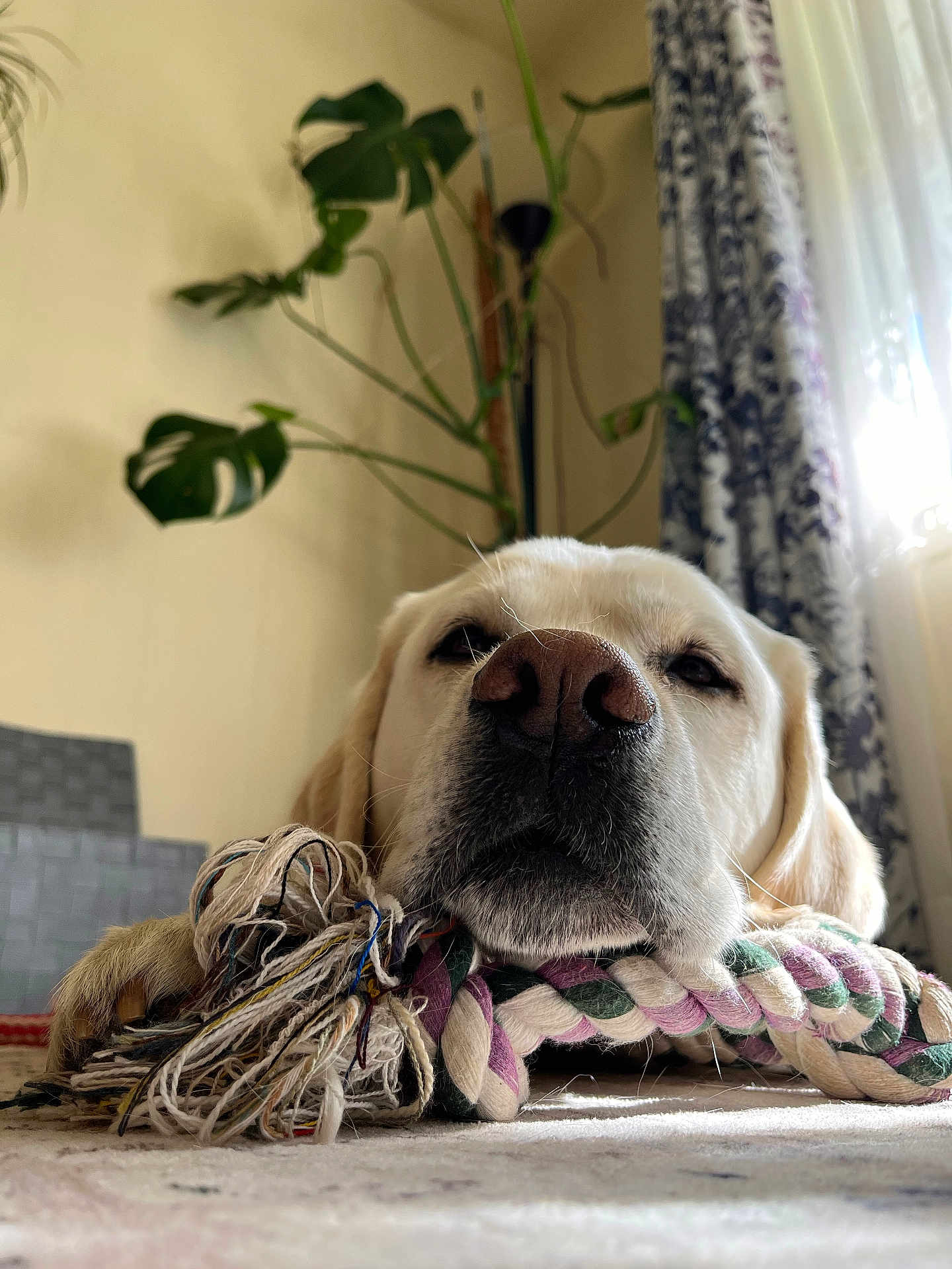 Oliver