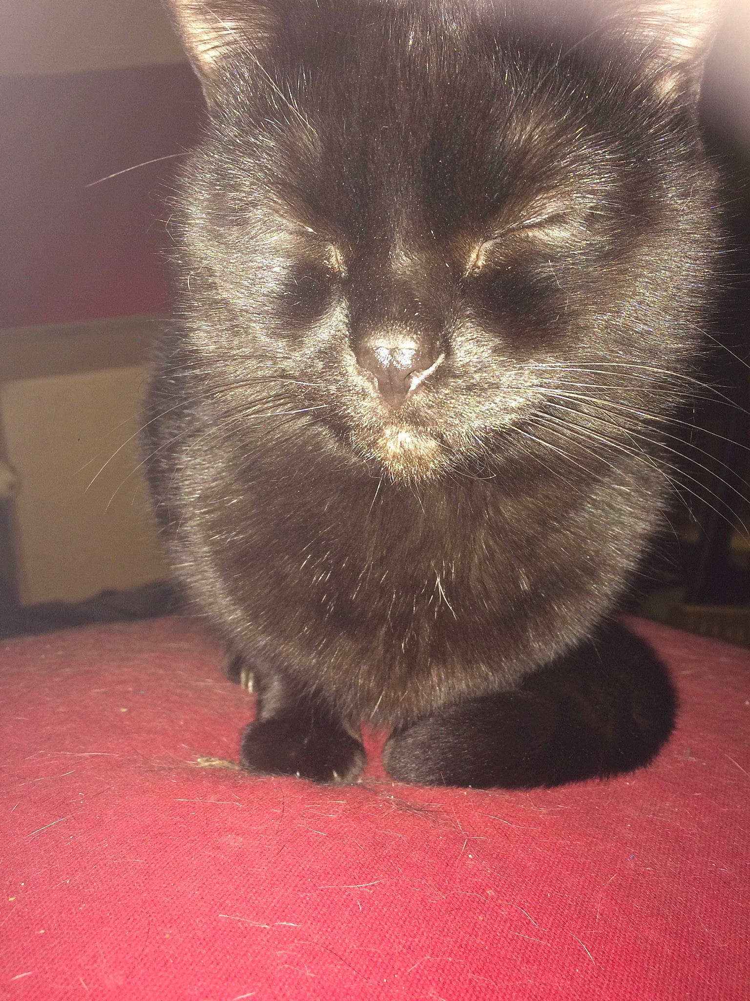 Cupidon participe au concours pour gagner de l'argent avec cette photo : black_cat, carnivore, cat, chartreux, domestic_long_haired_cat, domestic_short_haired_cat, fawn, felidae, fur, kitten, korat, mammal, nebelung, persian, small_to_medium_sized_cats, snout, tail, whiskers