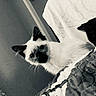 Trusty joined the competition — help win amazing prizes! animal, bed, black_and_white, black_cat, cat, closeup, curious, ears, feline, fur, indoor, pets, portrait, quilt, shadow, siamese_cat, textured, two_cats, whiskers, wide_eyes