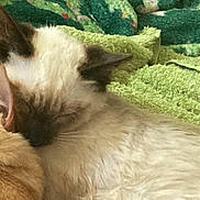Trusty joined the competition — help win amazing prizes! animal, blanket, cat, closeup, companion, cozy, cream_cat, cute, domestic_animals, feline, fur, green_blanket, indoor, orange_cat, pets, relaxing, resting, sleeping, snuggling, soft_texture