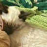 cat, sleeping, snuggling, fur, orange_cat, cream_cat, blanket, green_blanket, cozy, closeup, pets, domestic_animals, resting, indoor, feline, cute, relaxing, animal, soft_texture, companion