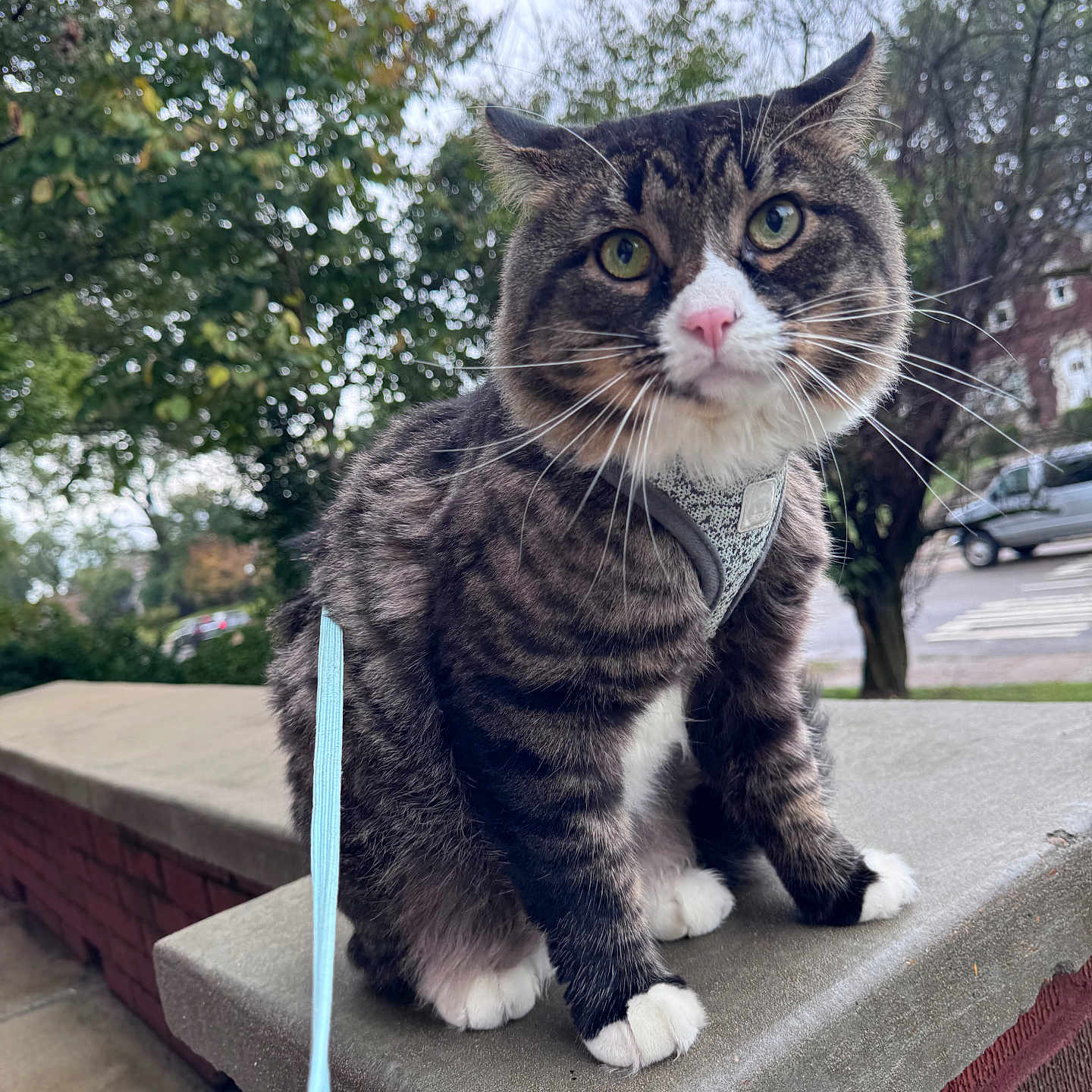 Astonn Martín Boskey is registered to the contest to win money with this photo: animal, cat, closeup, concrete_ledge, curious, daylight, feline, green_eyes, harness, leash, nature, outdoor, pet, pink_nose, residential_area, sidewalk, tabby_cat, trees, whiskers, white_paws