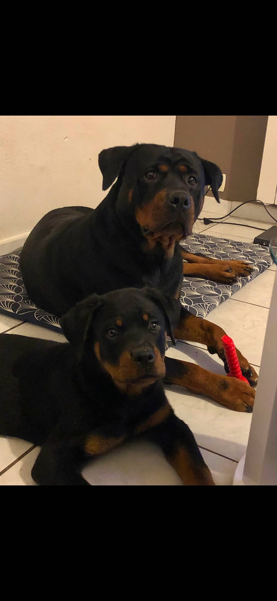 Paya participe au concours pour gagner de l'argent avec cette photo : borador, canidae, carnivore, comfort, companion_dog, computer_keyboard, dog, dog_breed, dog_collar, fur, guard_dog, gun_dog, hunting_dog, liver, sporting_group, terrestrial_animal, working_animal, working_dog