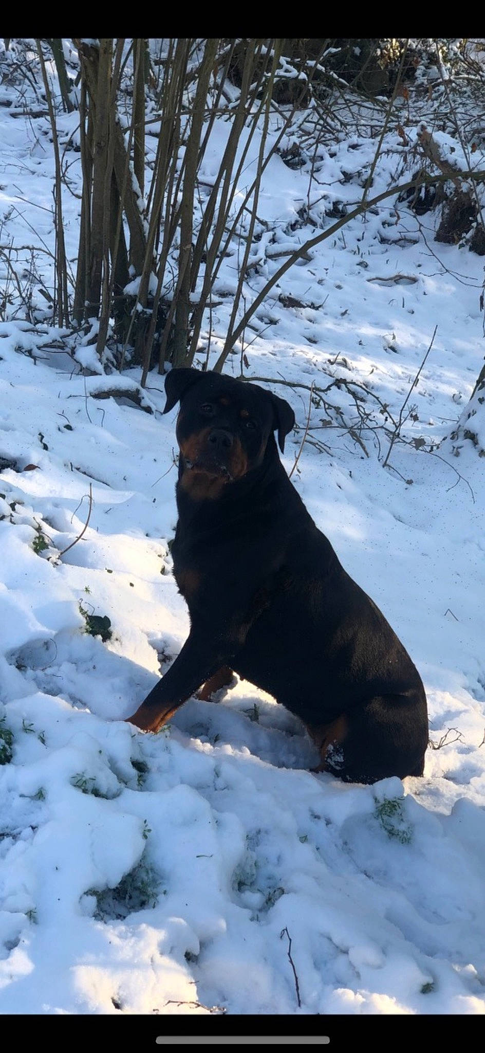 Paya participe au concours pour gagner de l'argent avec cette photo : canidae, carnivore, collar, dog, dog_breed, dog_collar, freezing, fur, guard_dog, mammal, plant, snout, snow, tail, tree, twig, vertebrate, winter, wood, working_animal