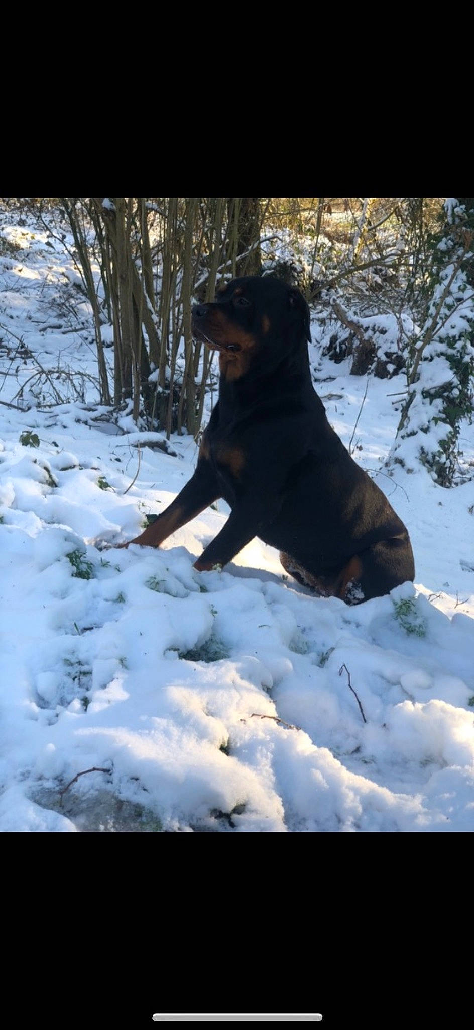 Paya participe au concours pour gagner de l'argent avec cette photo : canidae, carnivore, dog, dog_breed, dog_hiking, freezing, fur, guard_dog, gun_dog, hunting_dog, plant, retriever, snow, sporting_group, tail, tree, winter, working_dog