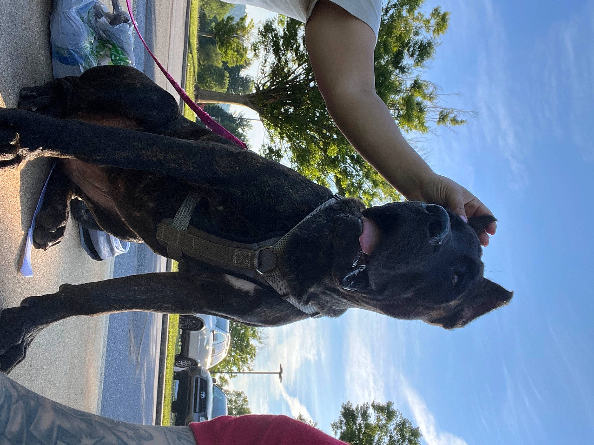 Luna joined the competition — help win amazing prizes! adventure, cloud, elbow, extreme_sport, fun, gesture, leisure, plant, recreation, sculpture, sky, tree