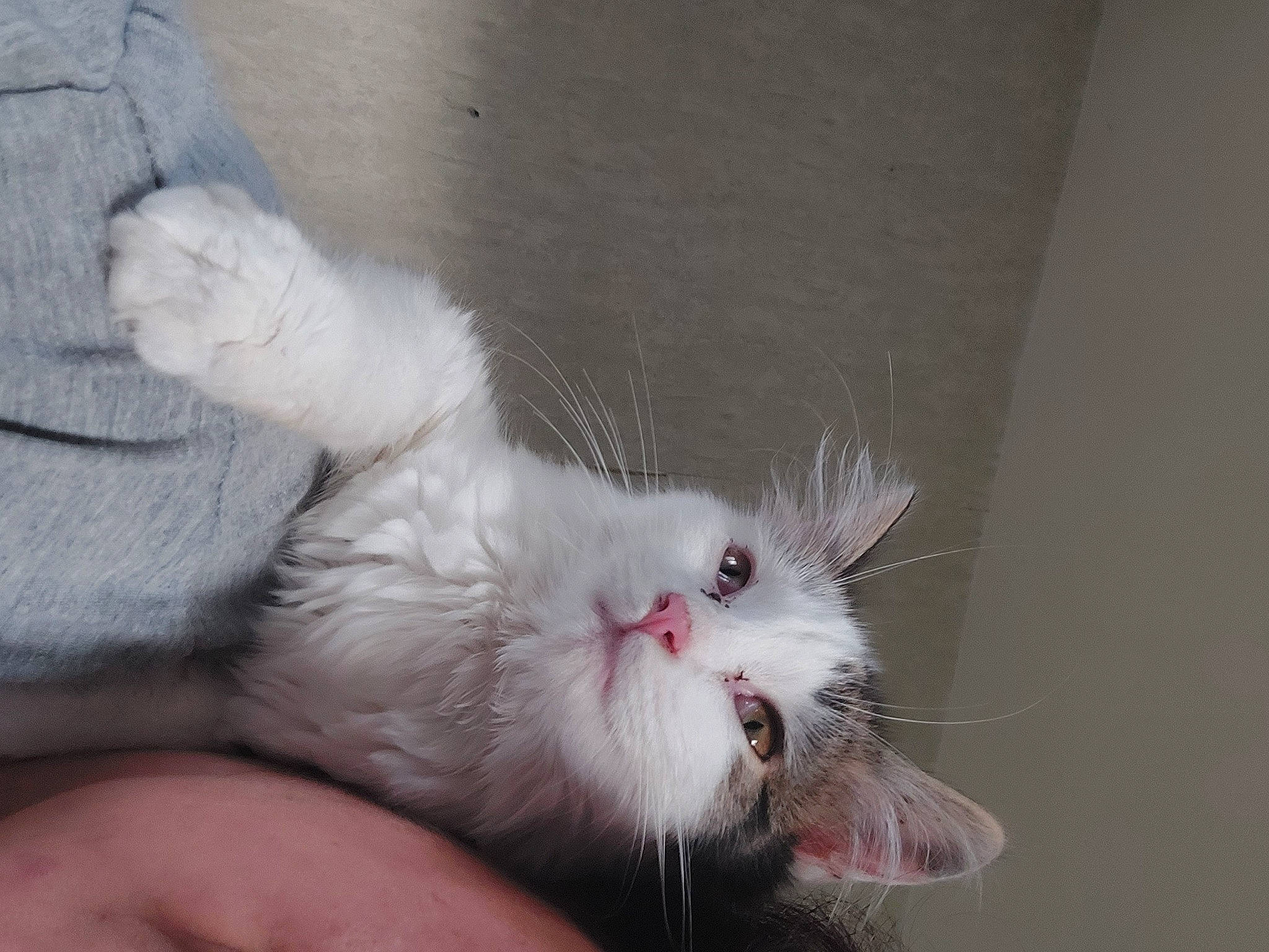 Bounty a rejoint le concours — aidez-le/la à gagner de superbes lots ! carnivore, cat, claw, domestic_short_haired_cat, felidae, foot, fur, gesture, nail, paw, small_to_medium_sized_cats, tail, whiskers