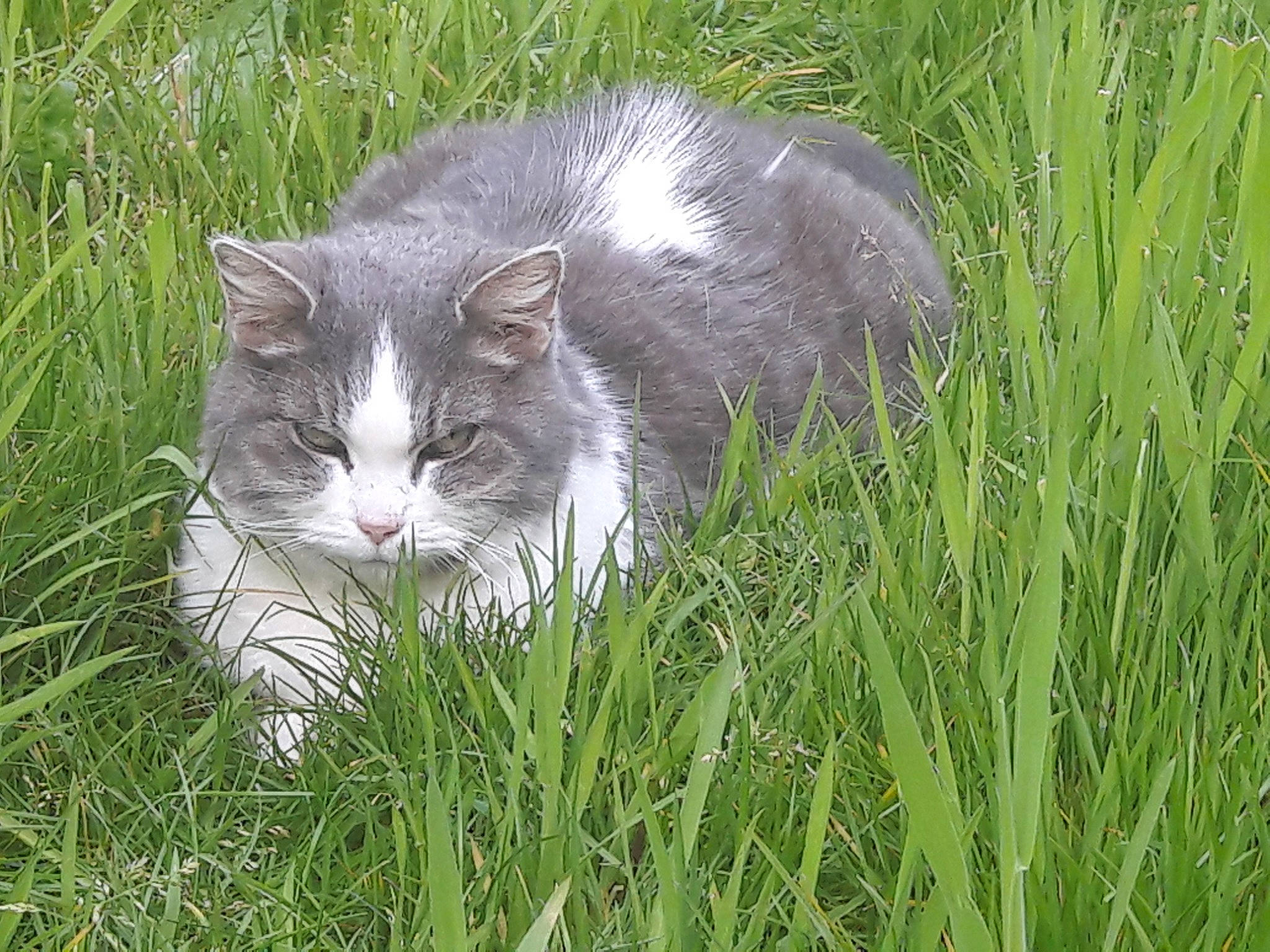 Mitigris a rejoint le concours — aidez-le/la à gagner de superbes lots ! carnivore, cat, domestic_short_haired_cat, felidae, fur, grass, grassland, groundcover, herb, herbaceous_plant, hierochloe, pasture, plant, small_to_medium_sized_cats, snout, tail, terrestrial_animal, tree, whiskers, wildlife