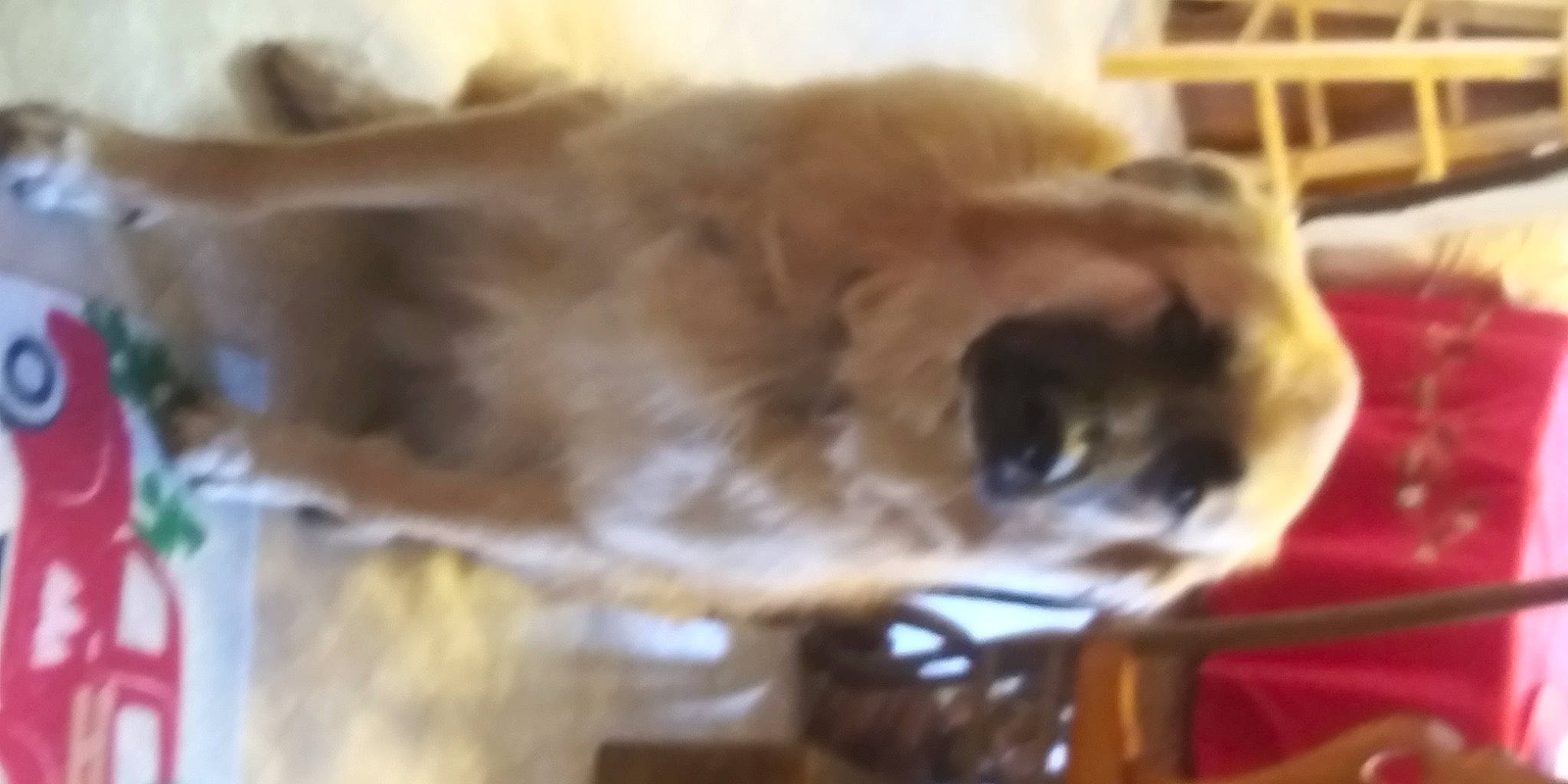 Levi joined the competition — help win amazing prizes! canidae, carnivore, companion_dog, dog, dog_breed, fawn, felidae, fur, liver, non_sporting_group, small_to_medium_sized_cats, snout, sporting_group, tail, terrestrial_animal, whiskers, working_animal