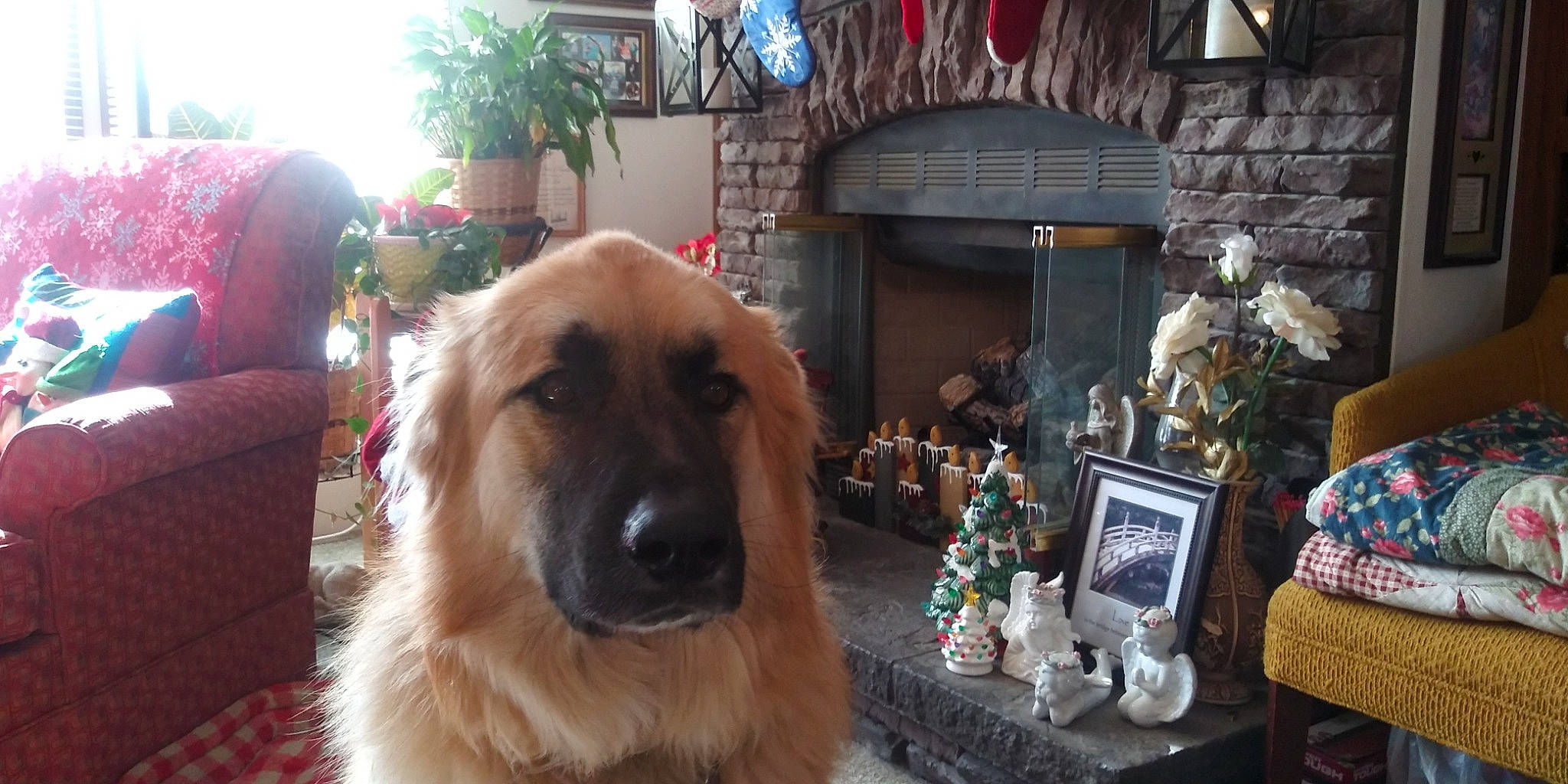 Levi joined the competition — help win amazing prizes! companion_dog, computer_keyboard, computer_monitor, dog, dog_breed, event, fawn, fun, fur, guard_dog, houseplant, plant, snout, tree, whiskers, working_dog