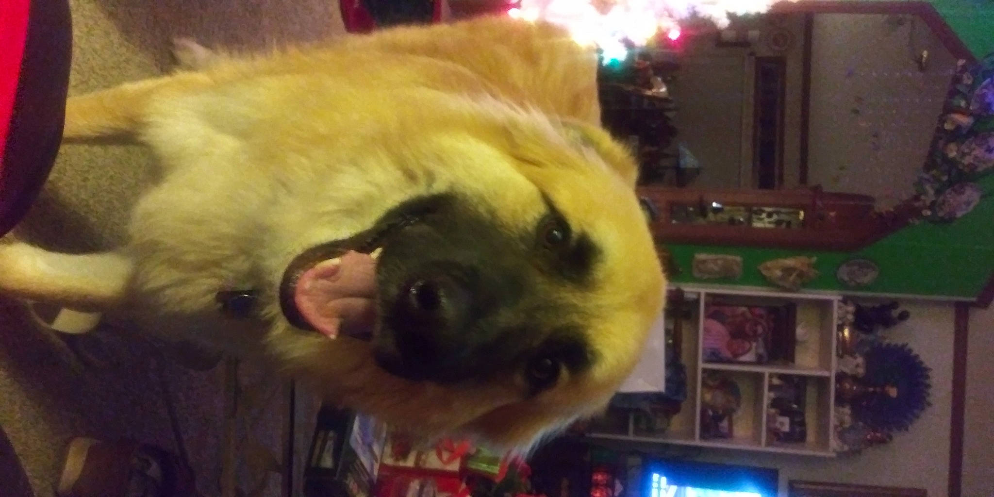 Levi joined the competition — help win amazing prizes! bear, canidae, carnivore, companion_dog, dog_breed, event, fawn, fun, fur, fur_clothing, holiday, jaw, mascot, plush, selfie, shelf, snout, sporting_group, stuffed_toy, whiskers