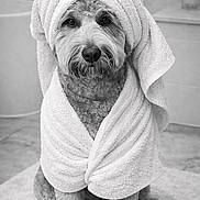 Rocco is registered to the contest to win money with this photo: dog, canine, pet, towel, towel_turban, bathroom, bath_mat, tile_floor, black_and_white, portrait, fluffy, curly_fur, paws, sitting, soap_dispenser, nose, eyes, grooming, cute, calm