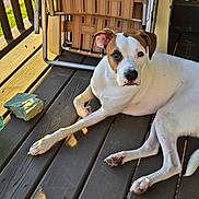 Miner is registered to the contest to win money with this photo: dog, white_dog, brown_patch, wooden_deck, sunlight, outdoor, relaxed, pet, animal, paw, folded_chair, rock, nature, daylight, canine, fur, resting, calm, porch, summer