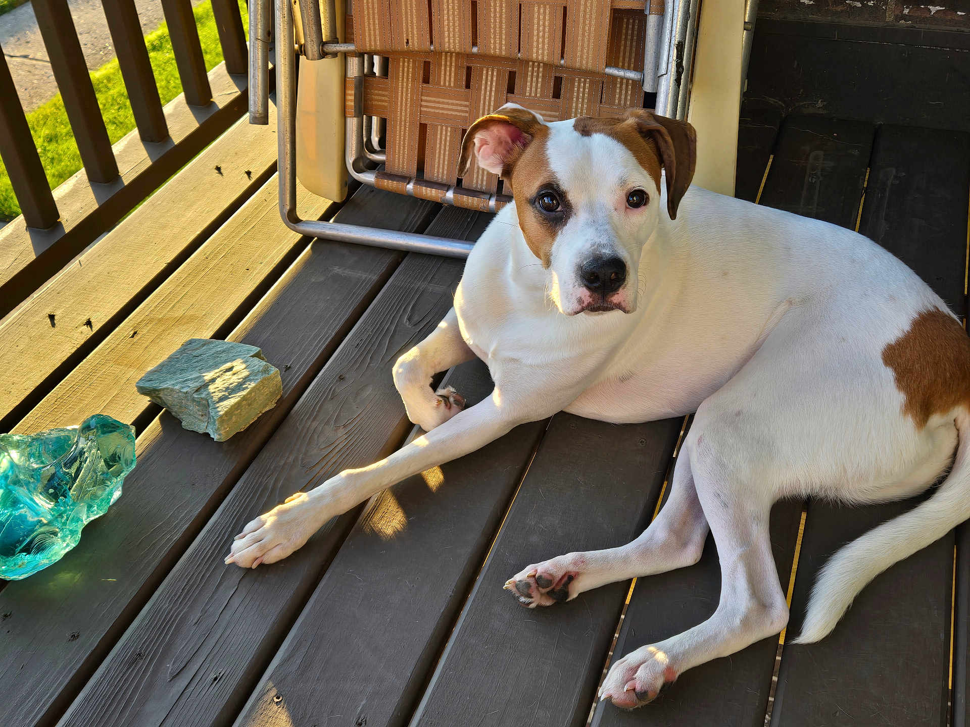 Miner is registered to the contest to win money with this photo: dog, white_dog, brown_patch, wooden_deck, sunlight, outdoor, relaxed, pet, animal, paw, folded_chair, rock, nature, daylight, canine, fur, resting, calm, porch, summer