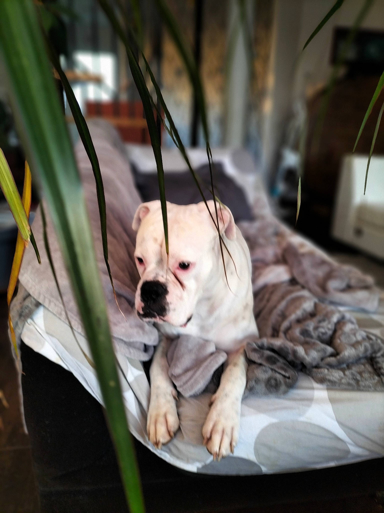 James a rejoint le concours — aidez-le/la à gagner de superbes lots ! animal_shelter, bulldog, canidae, carnivore, collar, comfort, companion_dog, dog, dog_breed, dog_collar, dog_supply, fawn, leash, pet_supply, snout, sporting_group, toy_dog, whiskers, working_animal, wrinkle