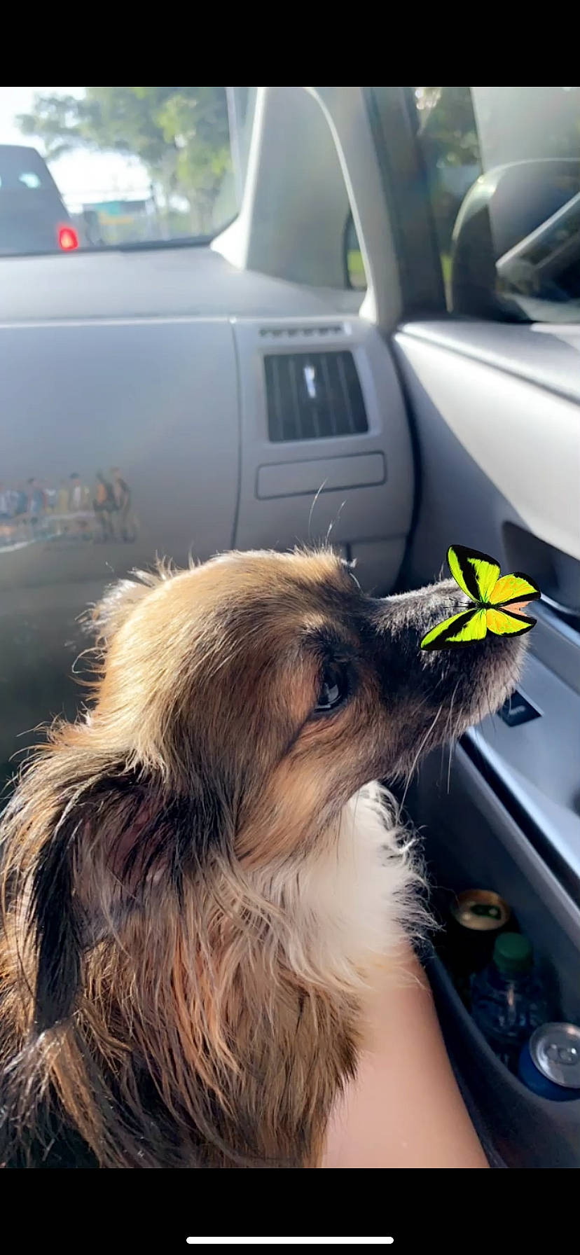 Ninja joined the competition — help win amazing prizes! automotive_exterior, automotive_window_part, canidae, carnivore, companion_dog, dog, dog_breed, dog_supply, fawn, fur, light_commercial_vehicle, motor_vehicle, non_sporting_group, puppy, snout, sporting_group, toy_dog, vehicle_door, whiskers, working_animal