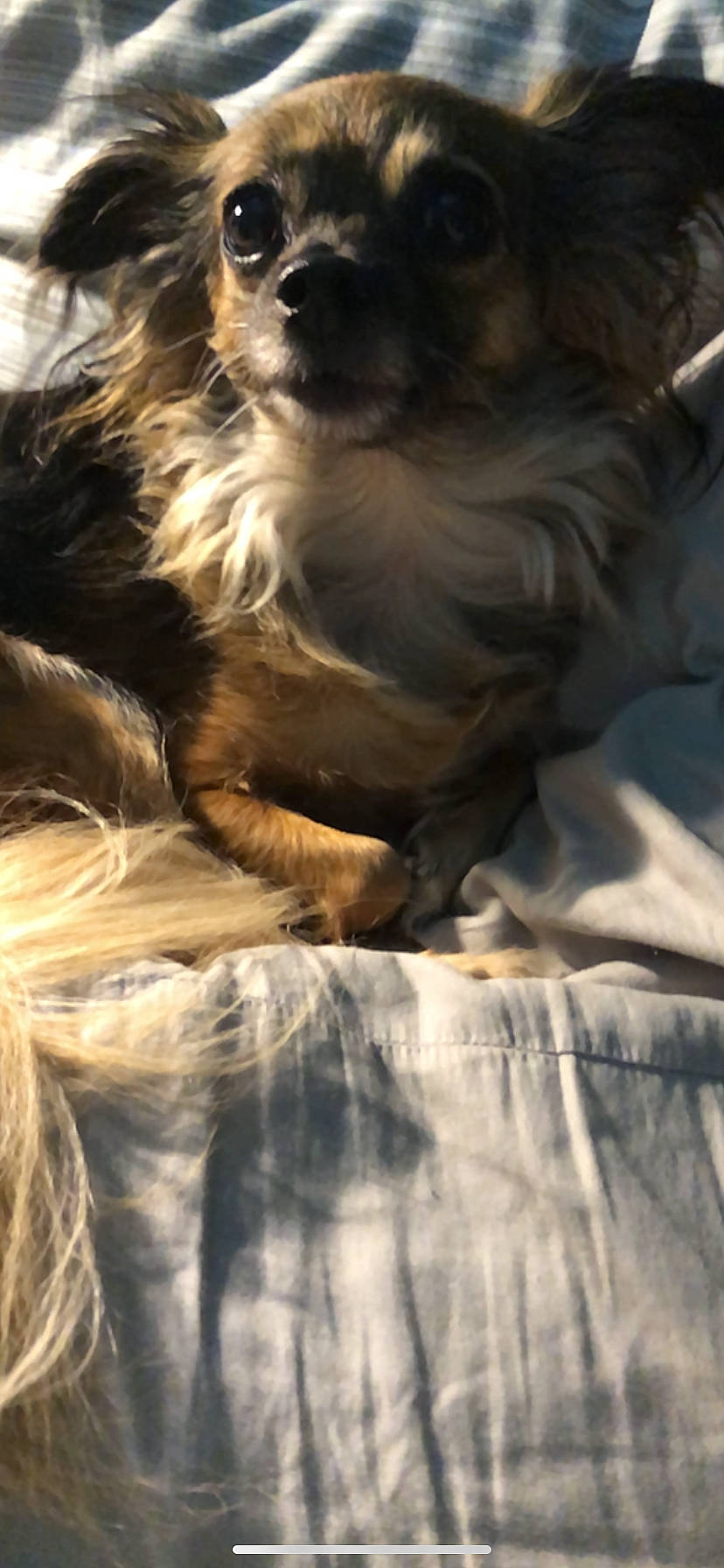 Ninja is registered to the contest to win money with this photo: brown, canidae, carnivore, comfort, companion_dog, dog, dog_breed, fawn, fur, liver, paw, puppy, snout, sporting_group, vertebrate, working_animal, working_dog