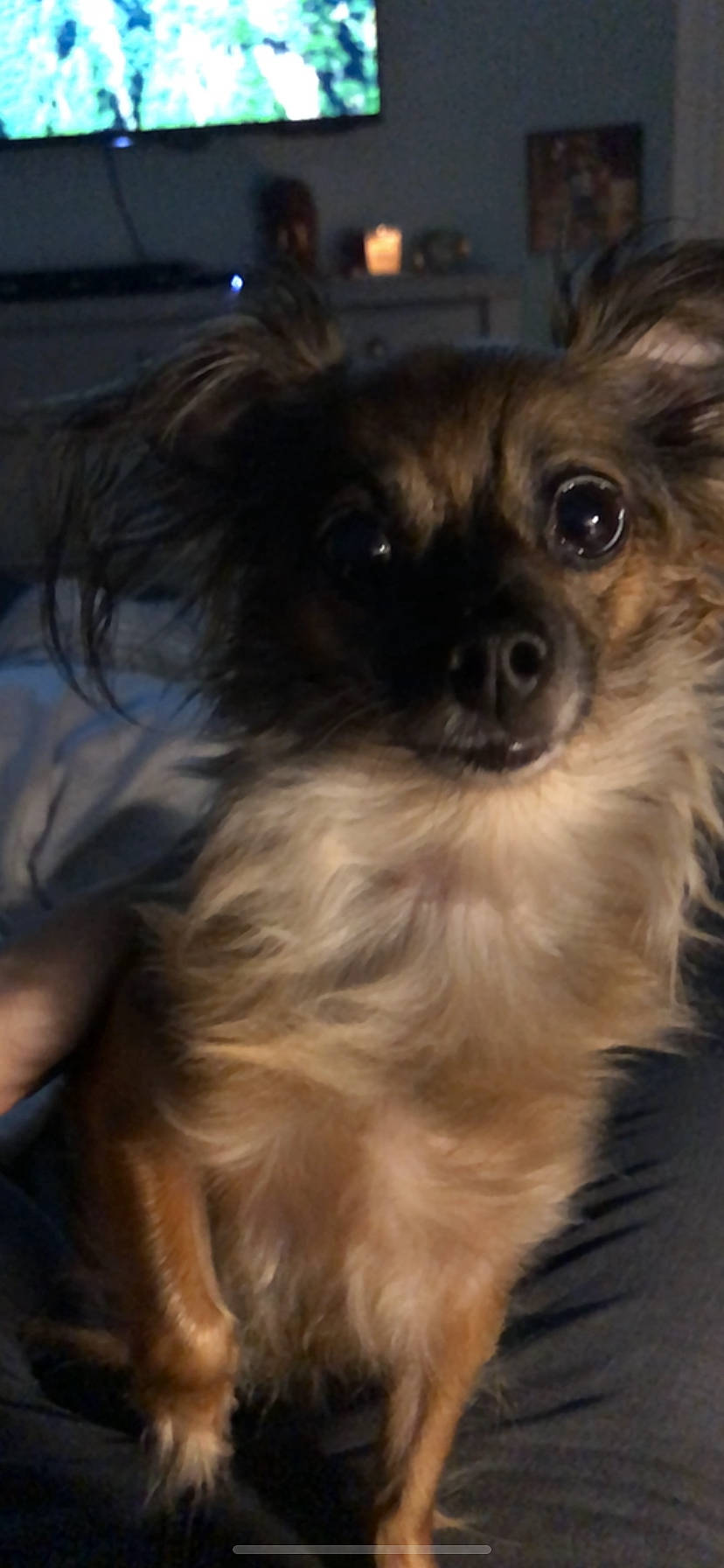 Ninja joined the competition — help win amazing prizes! blond, brown, canidae, carnivore, companion_dog, dog, dog_breed, fawn, fur, iris, liver, non_sporting_group, puppy, skin, snout, sporting_group, toy_dog, whiskers, working_animal, working_dog