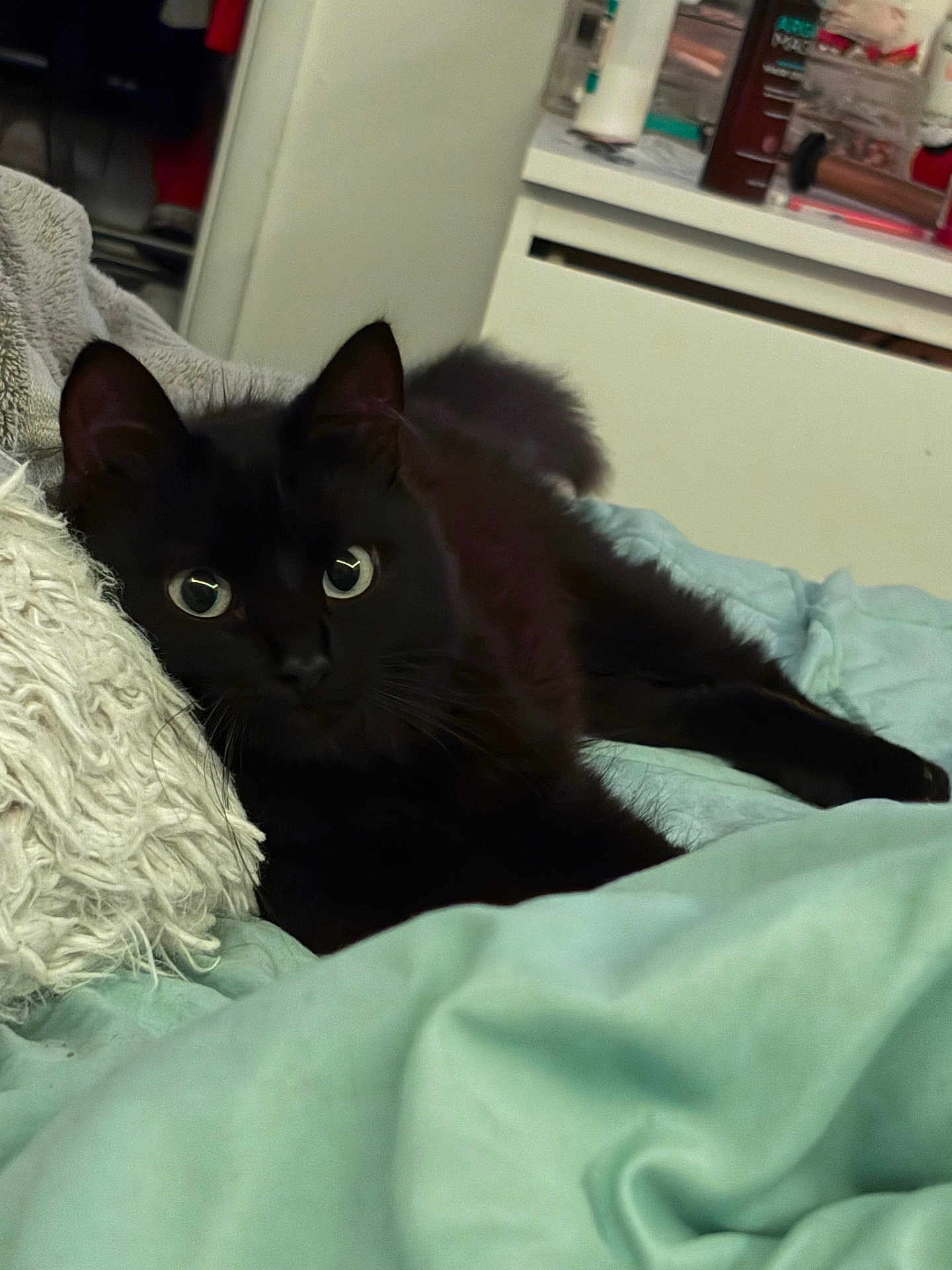 Venus joined the competition — help win amazing prizes! cat, black_cat, pet, bed, blanket, pillow, fur, eyes, whiskers, indoor, cozy, relaxed, sleepy, portrait, home, furniture, nightstand, soft_texture, domestic_pet, cute