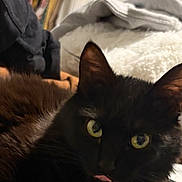 Venus is registered to the contest to win money with this photo: cat, black_cat, pet, feline, whiskers, tongue_out, ears, yellow_eyes, fur, close_up, portrait, indoor, cozy, blanket, clothing, bedroom, resting, cute, domestic, curious
