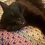 Venus is registered to the contest to win money with this photo: cat, black_cat, sleeping, tongue_out, crochet_blanket, blanket, yarn, cozy, fur, whiskers, closeup, nap, pet, indoor, texture, soft, relaxed, head, comfort, home