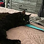 cat, black_cat, pet, bed, quilt, bedding, paw, green_eyes, fur, fan, turquoise_fan, dresser, drawer_handle, towel, blanket, bedroom, indoor, lying_down, relaxed, close_up