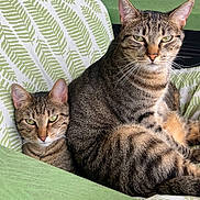 Elon joined the competition — help win amazing prizes! animal, cat, chair, companion, cozy, cushion, cute, ears, feline, furniture, green, indoor, leaf_pattern, looking_at_camera, pet, relaxed, resting, striped, tabby_cat, whiskers