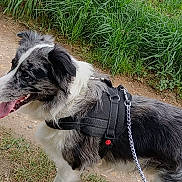 Lucky a rejoint le concours — aidez-le/la à gagner de superbes lots ! dog, canine, leash, harness, black_and_white, outdoor, grass, field, path, nature, pet, walking, animal, side_view, fur, daylight, tongue_out, alert, happy, walking_path