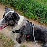 dog, canine, leash, harness, black_and_white, outdoor, grass, field, path, nature, pet, walking, animal, side_view, fur, daylight, tongue_out, alert, happy, walking_path