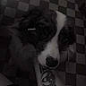 Lucky participe au concours pour gagner de l'argent avec cette photo : dog, tattoo, arm, checkered_floor, black_and_white, moody, pet, indoor, canine, floor_tiles, close_up, animal, looking_up, expression, companion, friendship, domestic_animal, portrait, quiet, resting