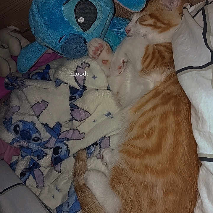 Stitch a rejoint le concours — aidez-le/la à gagner de superbes lots ! animal, bed, blanket, cat, close_up, cozy, cute, feline, indoor, mood_text, orange_cat, pillow, plush_toy, relaxed, resting, sleeping, soft_toy, stuffed_animal, white_cat, wooden_wall