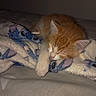 Stitch participe au concours pour gagner de l'argent avec cette photo : animal, bed, blanket, cat, comfort, cozy, cute, feline, fur, ginger_cat, indoors, kitten, nap, paw, pet, relaxation, resting, sleeping, soft, warm
