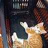 animal, cat, curious, cute, domestic_animal, ears, feline, floor, household, indoor, kitten, laundry_basket, looking_up, orange_tabby, pet, playful, resting, small, whiskers, young